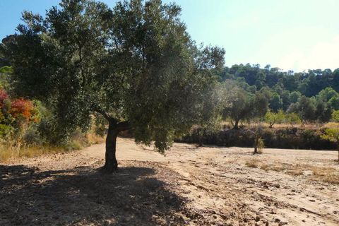 Finca i Maella, Zaragoza, Maella - € 69.000 | Ref: 1081 - foto 21