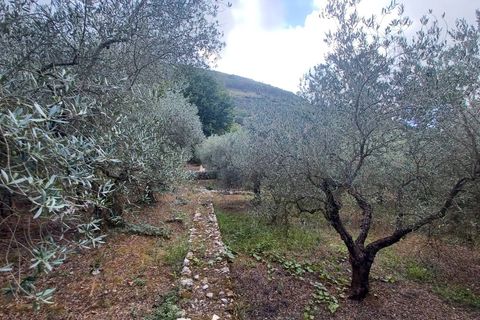 Terra a Sonnino, Latina, Sonnino - € 12.000 | Ref: 2124 - foto 2