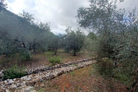 Terra a Sonnino, Latina, Sonnino - € 12.000 | Ref: 2124 - foto 3