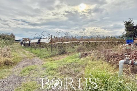 Farm i Sessa Aurunca, Caserta, Sessa Aurunca - € 780.000 | Ref: BR273 - foto 3
