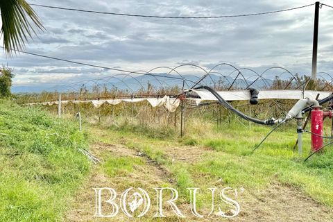 Farm i Sessa Aurunca, Caserta, Sessa Aurunca - € 780.000 | Ref: BR273 - foto 6