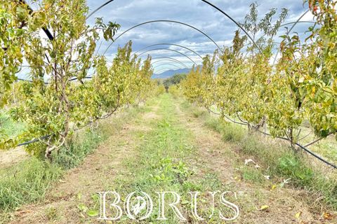 Farm i Sessa Aurunca, Caserta, Sessa Aurunca - € 780.000 | Ref: BR273 - foto 18