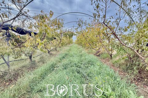 Farm i Sessa Aurunca, Caserta, Sessa Aurunca - € 780.000 | Ref: BR273 - foto 20