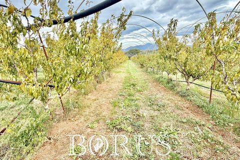 Farm i Sessa Aurunca, Caserta, Sessa Aurunca - € 780.000 | Ref: BR273 - foto 29