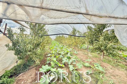 Farm i Sessa Aurunca, Caserta, Sessa Aurunca - € 780.000 | Ref: BR273 - foto 30