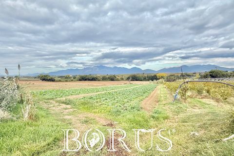 Farm i Sessa Aurunca, Caserta, Sessa Aurunca - € 780.000 | Ref: BR273 - foto 35