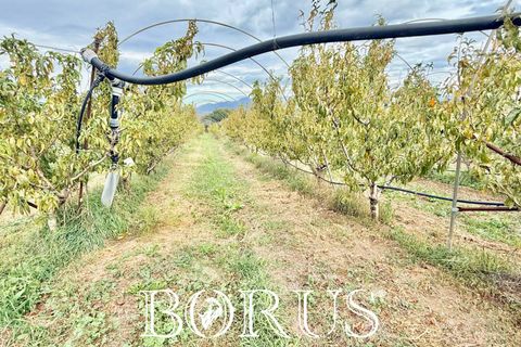 Farm i Sessa Aurunca, Caserta, Sessa Aurunca - € 780.000 | Ref: BR273 - foto 38