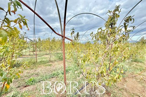 Farm i Sessa Aurunca, Caserta, Sessa Aurunca - € 780.000 | Ref: BR273 - foto 45