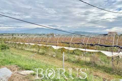 Farm i Sessa Aurunca, Caserta, Sessa Aurunca - € 780.000 | Ref: BR273 - foto 47