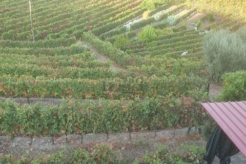 Farm i Vila Real, Vila Real, Vila Real - € 280.000 | Ref: 803251002 - foto 4