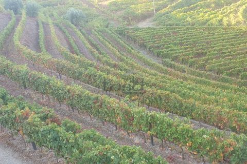 Farm i Vila Real, Vila Real, Vila Real - € 280.000 | Ref: 803251002 - foto 5