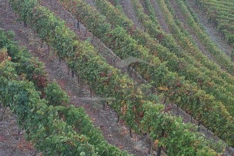 Farm i Vila Real, Vila Real, Vila Real - € 280.000 | Ref: 803251002 - foto 6