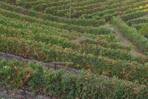 Farm i Vila Real, Vila Real, Vila Real - € 280.000 | Ref: 803251002 - foto 7