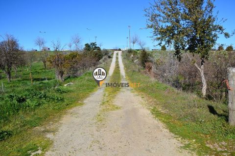Helårsgrund i Castelo Branco, Castelo Branco, Castelo Branco - € 1.500.000 | Ref: 2473 - foto 4