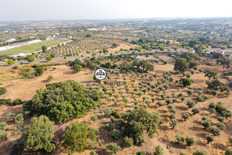 Helårsgrund i Castelo Branco, Castelo Branco, Castelo Branco - € 1.500.000 | Ref: 2473 - foto 23