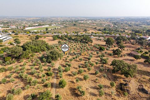 Helårsgrund i Castelo Branco, Castelo Branco, Castelo Branco - € 1.500.000 | Ref: 2473 - foto 25