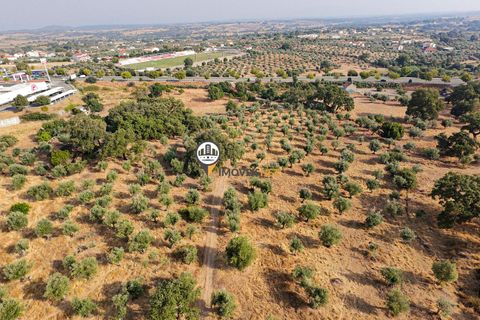 Helårsgrund i Castelo Branco, Castelo Branco, Castelo Branco - € 1.500.000 | Ref: 2473 - foto 26