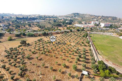 Helårsgrund i Castelo Branco, Castelo Branco, Castelo Branco - € 1.500.000 | Ref: 2473 - foto 35