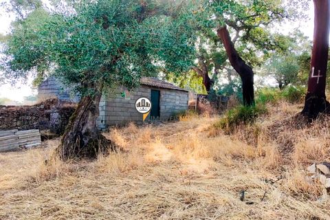 Helårsgrund i Castelo Branco, Castelo Branco, Castelo Branco - € 1.500.000 | Ref: 2473 - foto 46
