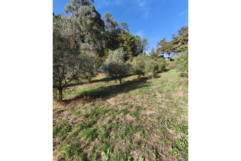 Helårsgrund i Regadas, Braga, Regadas - € 48.500 | Ref: TER_426 - foto 2