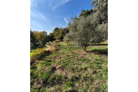 Helårsgrund i Regadas, Braga, Regadas - € 48.500 | Ref: TER_426 - foto 3