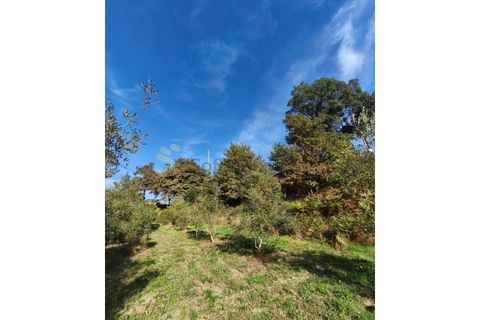 Helårsgrund i Regadas, Braga, Regadas - € 48.500 | Ref: TER_426 - foto 9