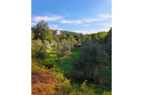 Helårsgrund i Regadas, Braga, Regadas - € 48.500 | Ref: TER_426 - foto 10