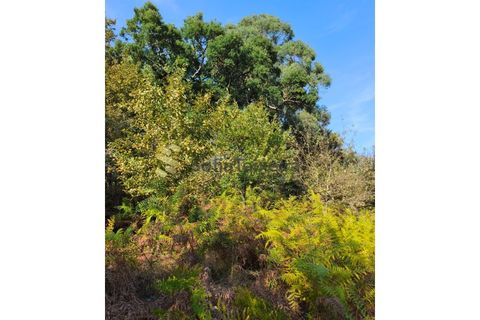 Helårsgrund i Regadas, Braga, Regadas - € 48.500 | Ref: TER_426 - foto 12