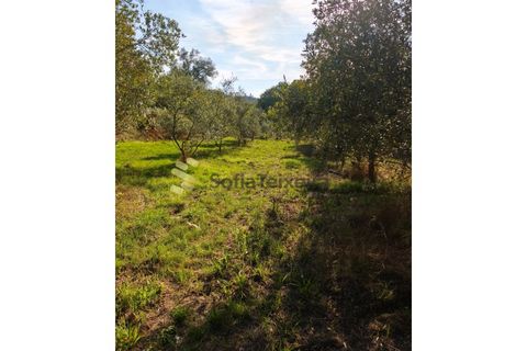 Helårsgrund i Regadas, Braga, Regadas - € 48.500 | Ref: TER_426 - foto 13