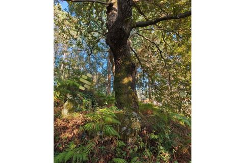 Helårsgrund i Regadas, Braga, Regadas - € 48.500 | Ref: TER_426 - foto 17