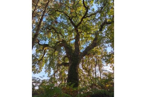 Helårsgrund i Regadas, Braga, Regadas - € 48.500 | Ref: TER_426 - foto 21