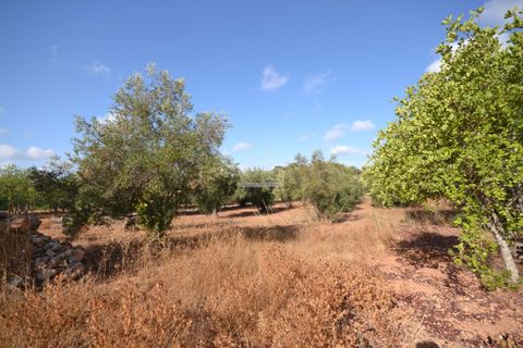 Helårsgrund i Loule, Faro, Loule - € 199.000 | Ref: 1009-2398 - foto 14