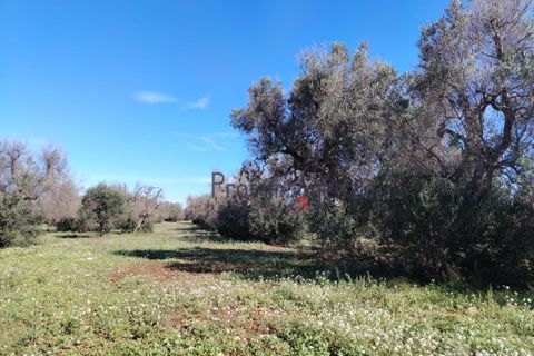 Helårsgrund i Carovigno, Brindisi, Carovigno - € 55.000 | Ref: 122735 - foto 3