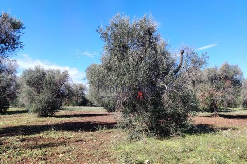 Helårsgrund i Carovigno, Brindisi, Carovigno - € 55.000 | Ref: 122735 - foto 6