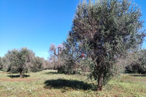 Helårsgrund i Carovigno, Brindisi, Carovigno - € 55.000 | Ref: 122735 - foto 5