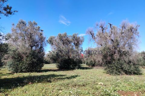 Helårsgrund i Carovigno, Brindisi, Carovigno - € 55.000 | Ref: 122735 - foto 1