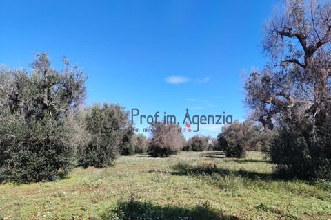 Helårsgrund i Carovigno, Brindisi, Carovigno - € 55.000 | Ref: 122735 - foto 4