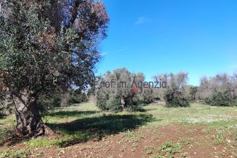 Helårsgrund i Carovigno, Brindisi, Carovigno - € 55.000 | Ref: 122735 - foto 7