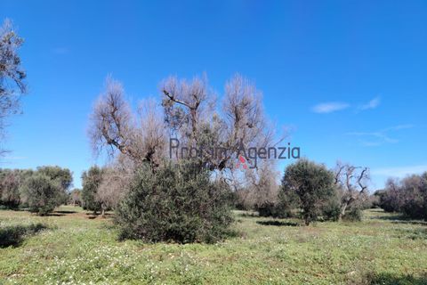 Helårsgrund i Carovigno, Brindisi, Carovigno - € 55.000 | Ref: 122735 - foto 2
