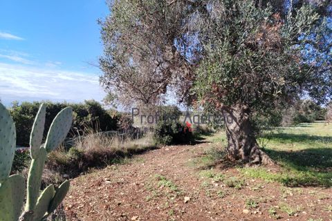 Helårsgrund i Carovigno, Brindisi, Carovigno - € 55.000 | Ref: 122735 - foto 8