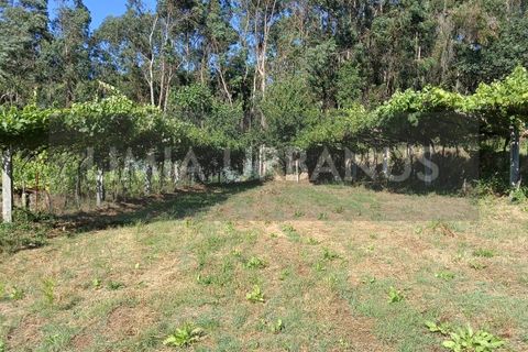 Helårsgrund i Ponte de Lima, Viana do Castelo, Ponte de Lima - € 55.000 | Ref: TER_1098 - foto 3
