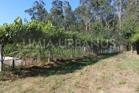 Helårsgrund i Ponte de Lima, Viana do Castelo, Ponte de Lima - € 55.000 | Ref: TER_1098 - foto 14