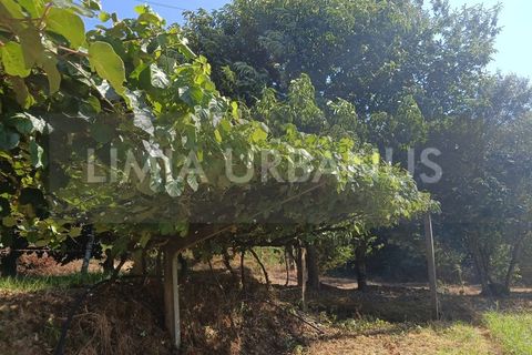 Helårsgrund i Ponte de Lima, Viana do Castelo, Ponte de Lima - € 55.000 | Ref: TER_1098 - foto 16