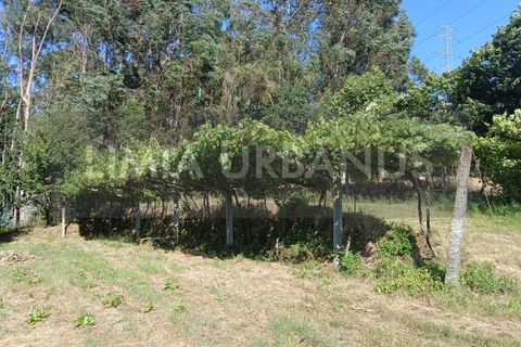 Helårsgrund i Ponte de Lima, Viana do Castelo, Ponte de Lima - € 55.000 | Ref: TER_1098 - foto 26