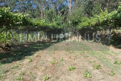Helårsgrund i Ponte de Lima, Viana do Castelo, Ponte de Lima - € 55.000 | Ref: TER_1098 - foto 27