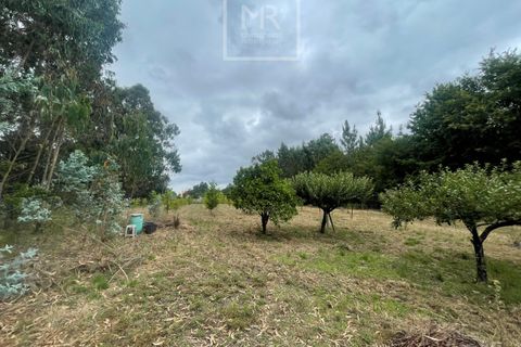 Helårsgrund i Anadia, Aveiro, Anadia - € 22.000 | Ref: 85/2025 LI - foto 2