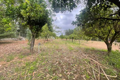 Helårsgrund i Anadia, Aveiro, Anadia - € 22.000 | Ref: 85/2025 LI - foto 3