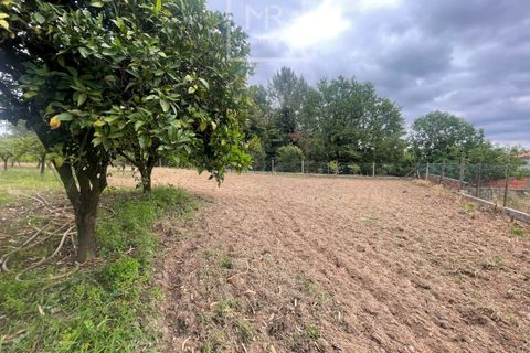 Helårsgrund i Anadia, Aveiro, Anadia - € 22.000 | Ref: 85/2025 LI - foto 4