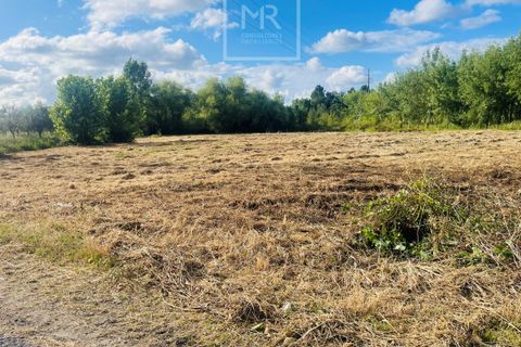 Helårsgrund i Anadia, Aveiro, Anadia - € 38.500 | Ref: 64/2024 LI - foto 3