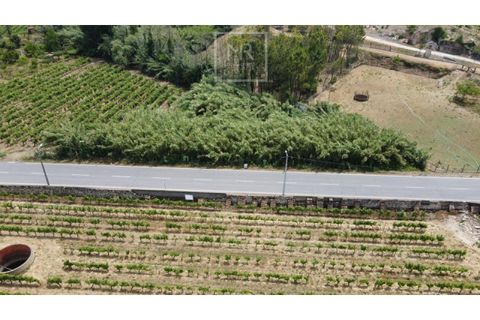 Terra a Anadia, Aveiro, Anadia - € 29.000 | Ref: 56/2025 ES - foto 2